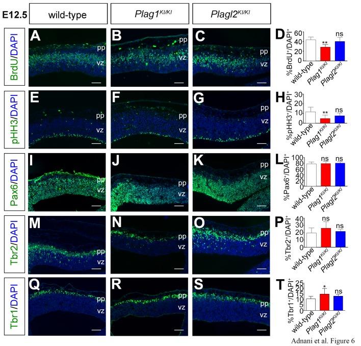 https://cdn.ncbi.nlm.nih.gov/pmc/blobs/1140/6262857/67e452e99d70/biolopen-7-038661-g6.jpg