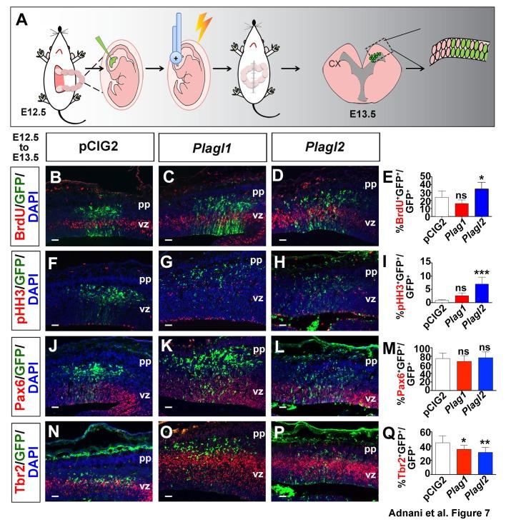 https://cdn.ncbi.nlm.nih.gov/pmc/blobs/1140/6262857/fcc68dc16346/biolopen-7-038661-g7.jpg