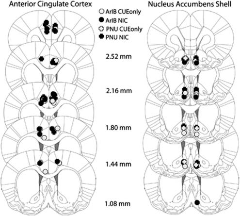 https://cdn.ncbi.nlm.nih.gov/pmc/blobs/1143/3306875/2d3027db57ad/npp2011299f4.jpg