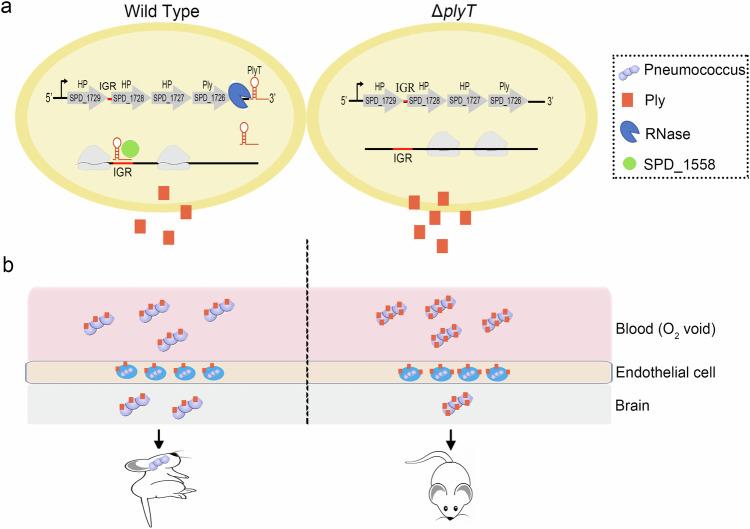 https://cdn.ncbi.nlm.nih.gov/pmc/blobs/1145/11399405/9fcd657177aa/42003_2024_6845_Fig7_HTML.jpg