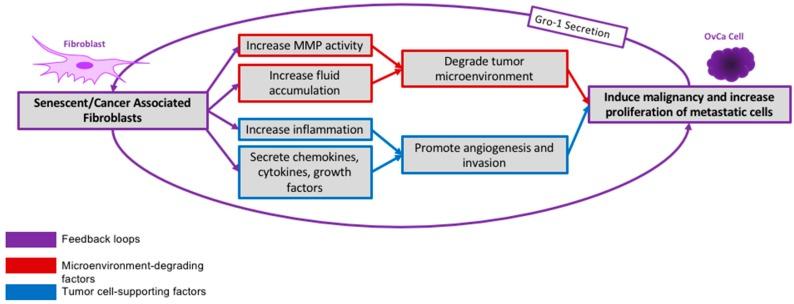 https://cdn.ncbi.nlm.nih.gov/pmc/blobs/1147/6070816/a6dfb4383f41/cancers-10-00230-g003.jpg