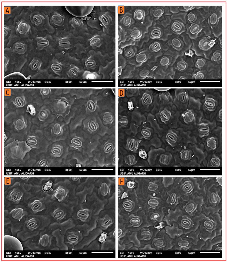 https://cdn.ncbi.nlm.nih.gov/pmc/blobs/1153/9962011/6dc5fe2cbdbd/plants-12-00809-g010.jpg