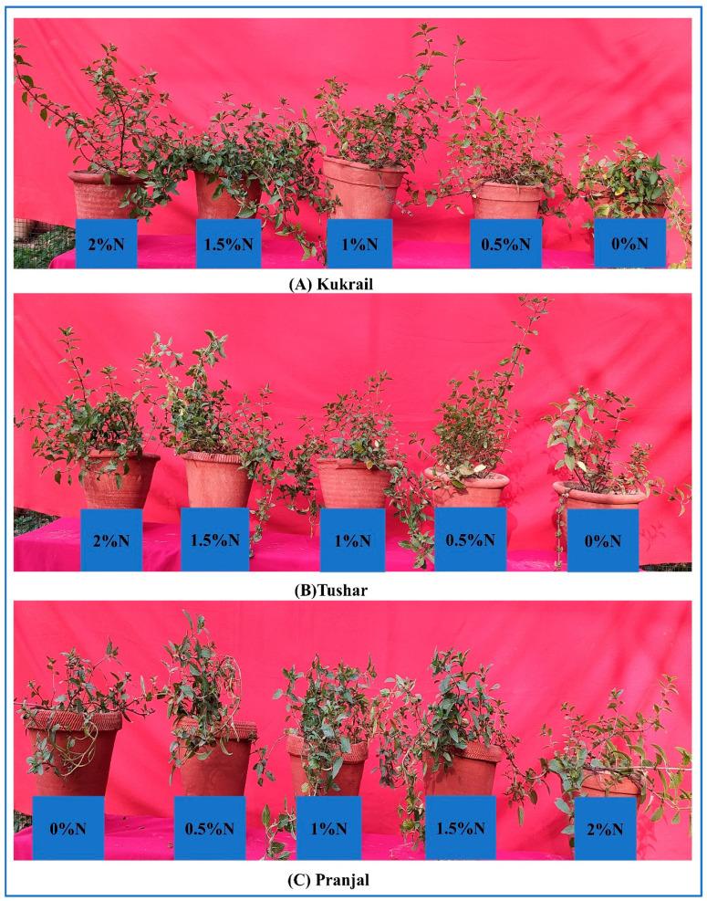 https://cdn.ncbi.nlm.nih.gov/pmc/blobs/1153/9962011/f80cce412b9b/plants-12-00809-g017.jpg
