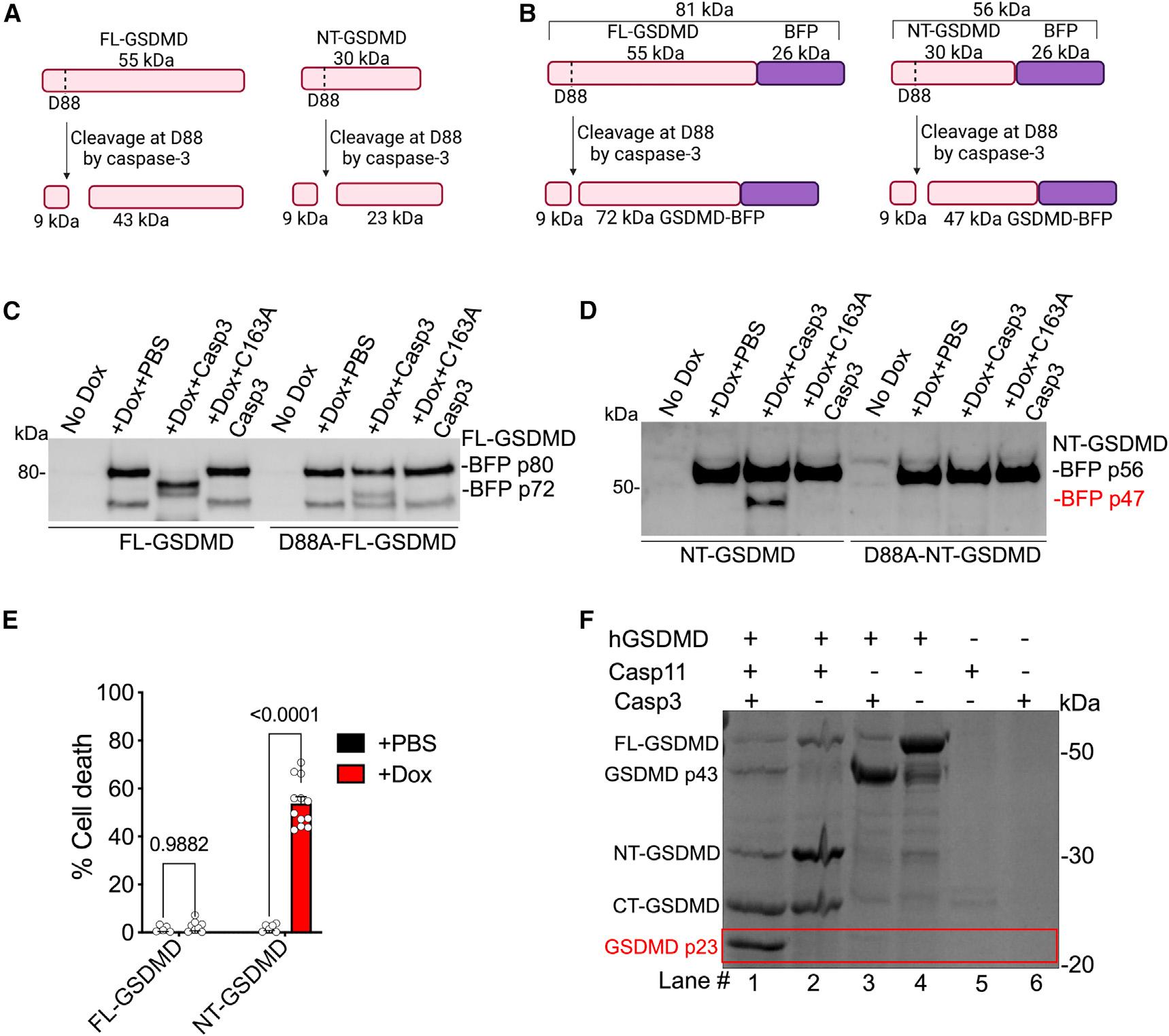 https://cdn.ncbi.nlm.nih.gov/pmc/blobs/1154/11095105/e52dcc574020/nihms-1988690-f0005.jpg