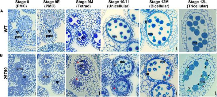 https://cdn.ncbi.nlm.nih.gov/pmc/blobs/1155/9237623/e6678e30c303/fpls-13-935413-g004.jpg