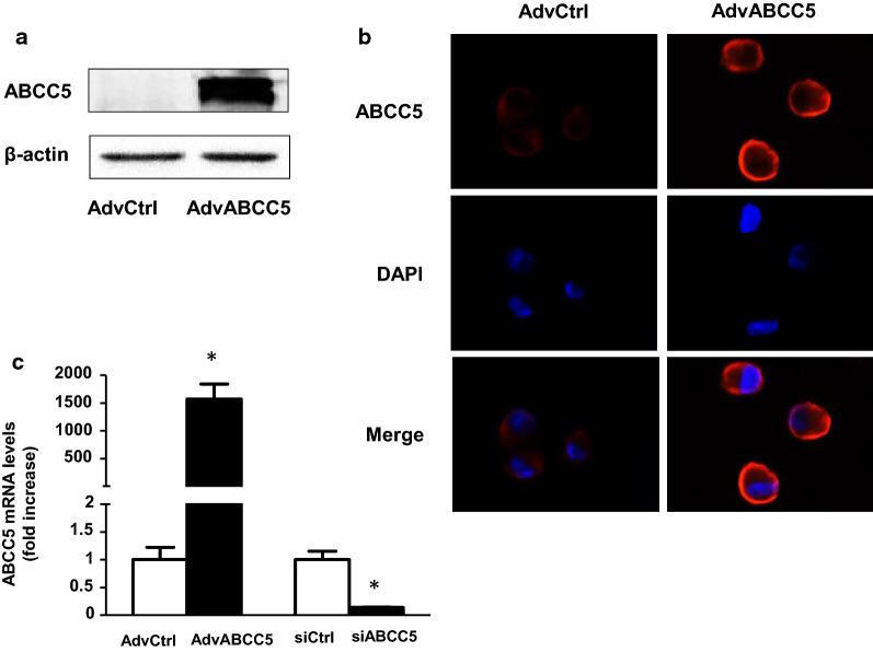 https://cdn.ncbi.nlm.nih.gov/pmc/blobs/1158/7908708/d141d38f09a8/12935_2021_1842_Fig3_HTML.jpg