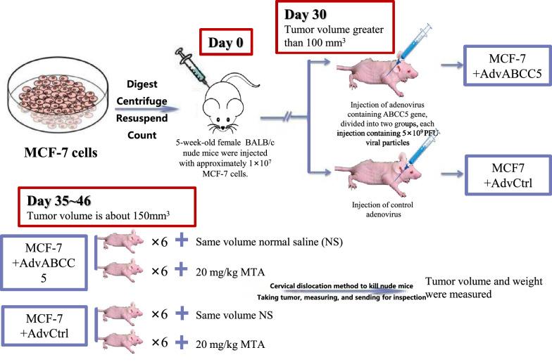 https://cdn.ncbi.nlm.nih.gov/pmc/blobs/1158/7908708/db38ebfcd35d/12935_2021_1842_Fig1_HTML.jpg