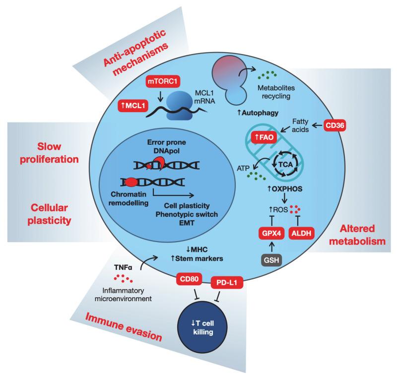 https://cdn.ncbi.nlm.nih.gov/pmc/blobs/115b/7961328/1f18d533663e/cancers-13-01118-g002.jpg