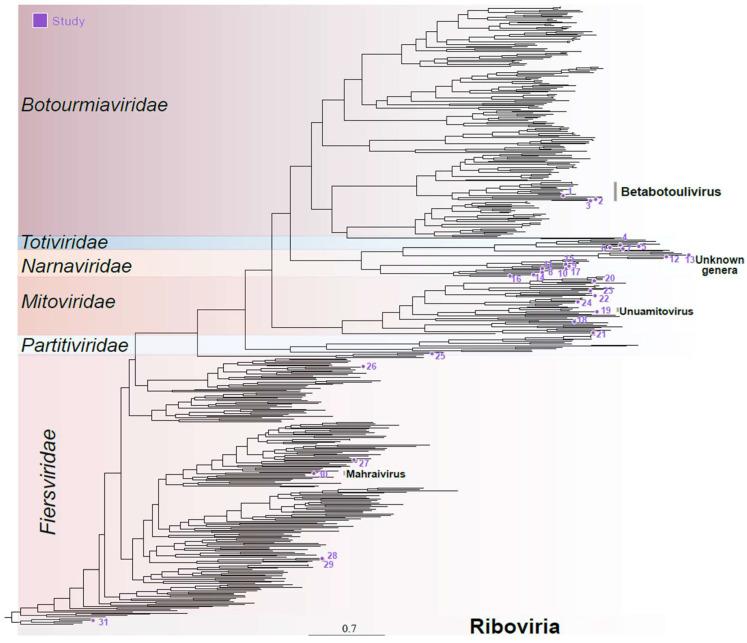 https://cdn.ncbi.nlm.nih.gov/pmc/blobs/115c/11359646/839be9afd85d/viruses-16-01226-g002.jpg