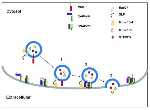 https://cdn.ncbi.nlm.nih.gov/pmc/blobs/1162/5832915/1555b5714205/f1000research-7-14415-g0001.jpg