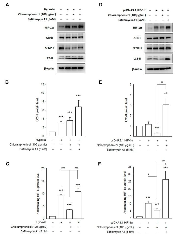 https://cdn.ncbi.nlm.nih.gov/pmc/blobs/1165/6337541/8c686e2889d6/ijms-20-00157-g005.jpg