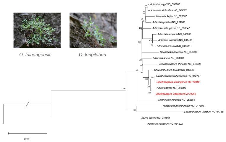 https://cdn.ncbi.nlm.nih.gov/pmc/blobs/1167/9778092/c50fbea6a647/genes-13-02410-g004.jpg