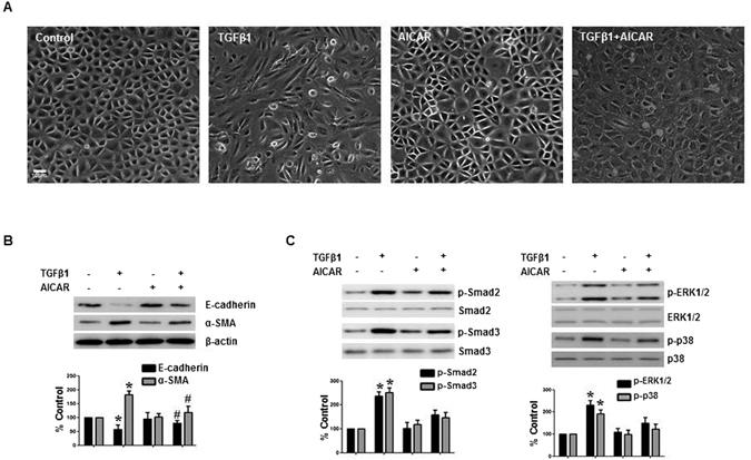 https://cdn.ncbi.nlm.nih.gov/pmc/blobs/1168/5515908/6d535c3bc013/41598_2017_5836_Fig6_HTML.jpg