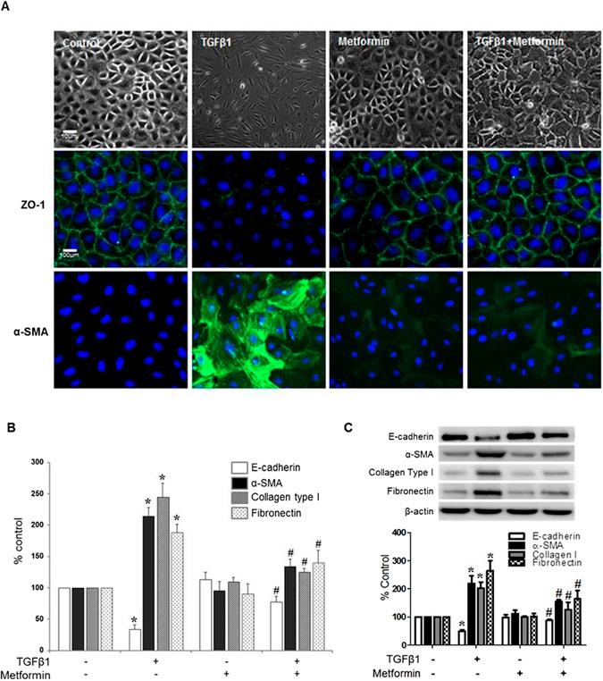 https://cdn.ncbi.nlm.nih.gov/pmc/blobs/1168/5515908/ae907e9c9d98/41598_2017_5836_Fig1_HTML.jpg