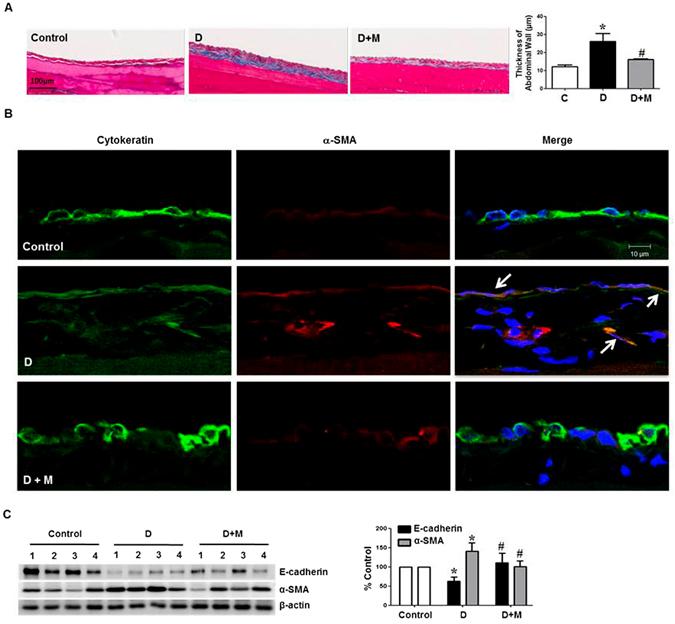 https://cdn.ncbi.nlm.nih.gov/pmc/blobs/1168/5515908/f04224e30ab1/41598_2017_5836_Fig9_HTML.jpg