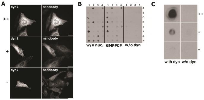 https://cdn.ncbi.nlm.nih.gov/pmc/blobs/1169/5658065/50114b27e41b/elife-25197-fig1-figsupp1.jpg