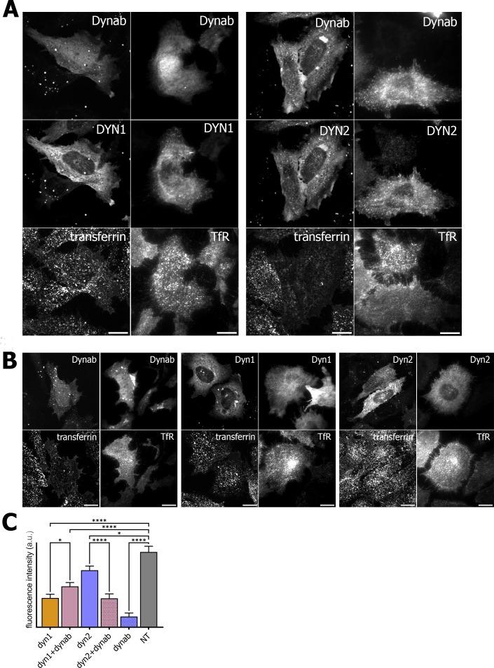 https://cdn.ncbi.nlm.nih.gov/pmc/blobs/1169/5658065/53808b73278b/elife-25197-fig5.jpg