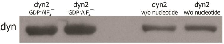 https://cdn.ncbi.nlm.nih.gov/pmc/blobs/1169/5658065/59de2ff5f6bf/elife-25197-fig1-figsupp3.jpg