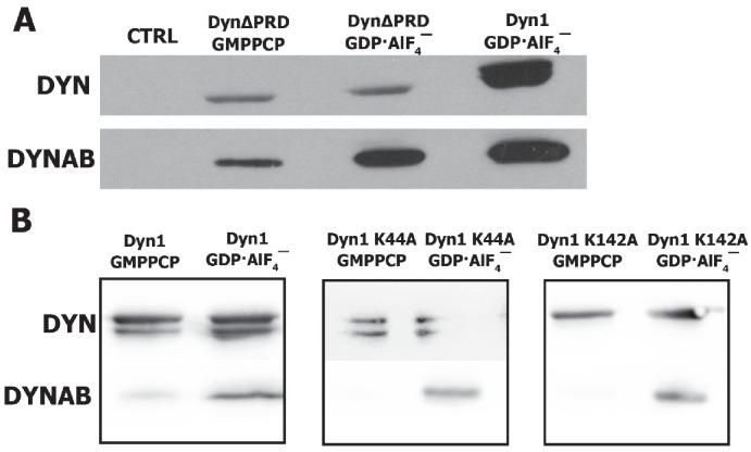 https://cdn.ncbi.nlm.nih.gov/pmc/blobs/1169/5658065/878a64884572/elife-25197-fig1-figsupp5.jpg