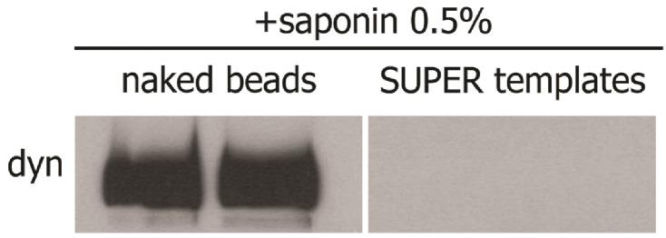 https://cdn.ncbi.nlm.nih.gov/pmc/blobs/1169/5658065/96e699634441/elife-25197-fig1-figsupp2.jpg
