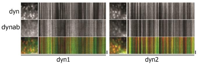 https://cdn.ncbi.nlm.nih.gov/pmc/blobs/1169/5658065/cb368a232c08/elife-25197-fig3-figsupp1.jpg