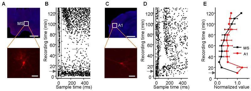 https://cdn.ncbi.nlm.nih.gov/pmc/blobs/116a/5911473/5012fdb7f668/fncel-12-00102-g003.jpg