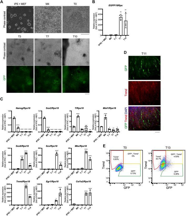https://cdn.ncbi.nlm.nih.gov/pmc/blobs/116b/8965463/765ee9a78d83/fcell-10-780038-g005.jpg
