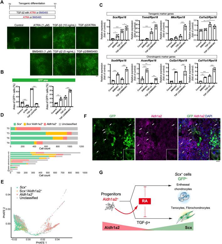 https://cdn.ncbi.nlm.nih.gov/pmc/blobs/116b/8965463/97a79c7e37f6/fcell-10-780038-g008.jpg