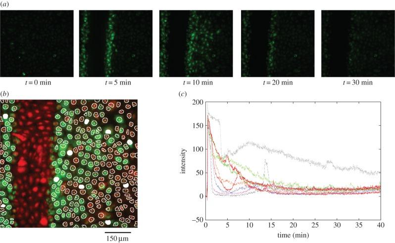 https://cdn.ncbi.nlm.nih.gov/pmc/blobs/116c/4387530/e26b33912cb4/rsif20141403-g5.jpg