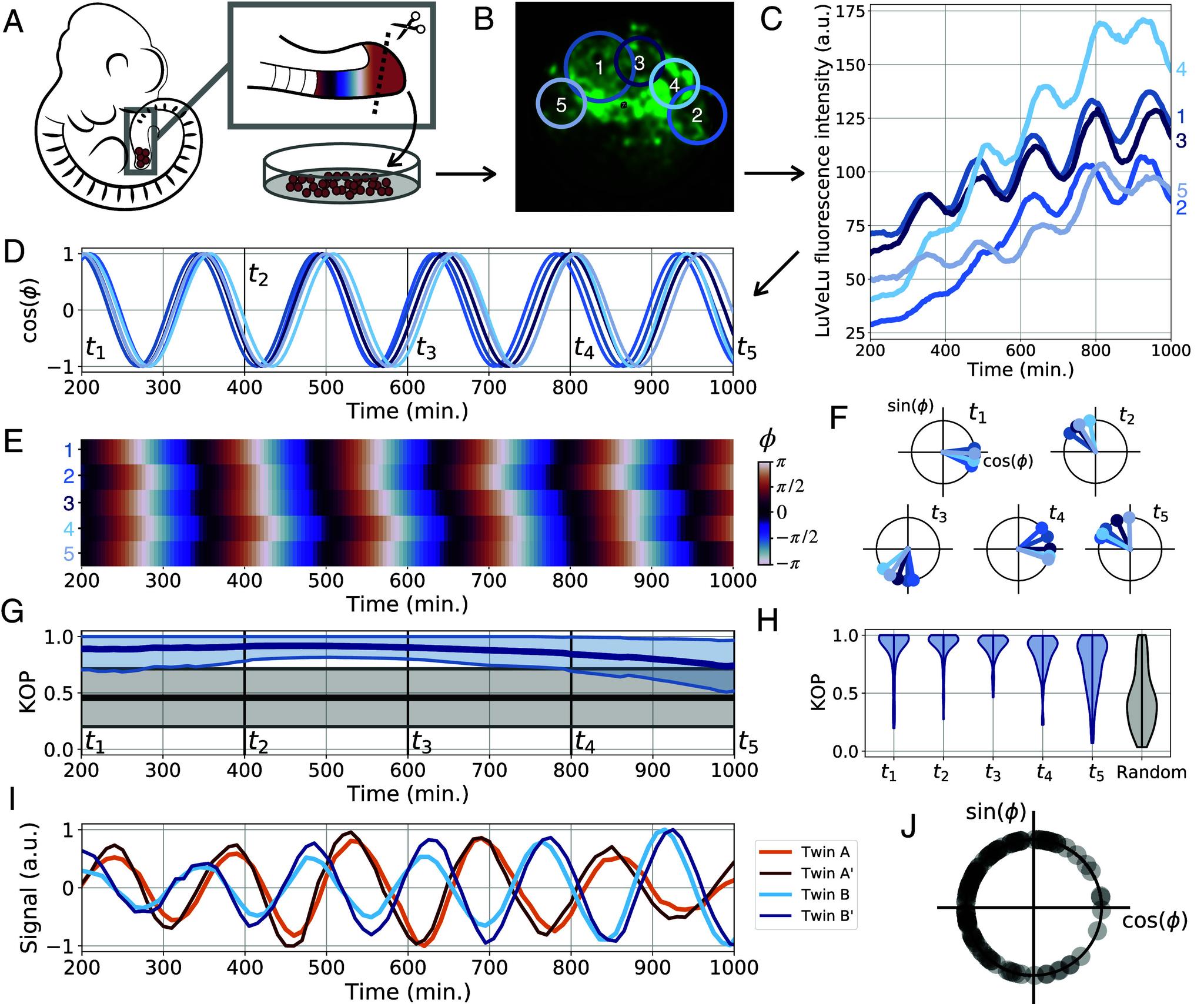 https://cdn.ncbi.nlm.nih.gov/pmc/blobs/116e/11388350/f2ccfc71d014/pnas.2401604121fig02.jpg