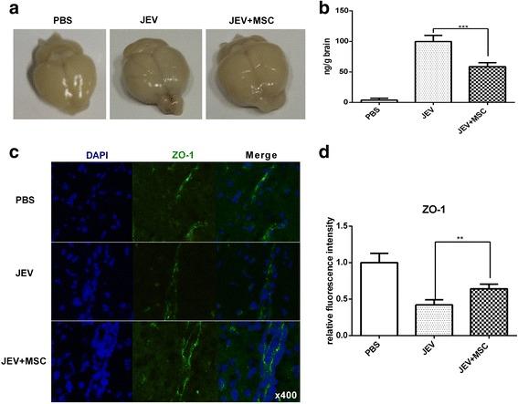 https://cdn.ncbi.nlm.nih.gov/pmc/blobs/116e/5314473/042797dff593/13287_2017_486_Fig5_HTML.jpg