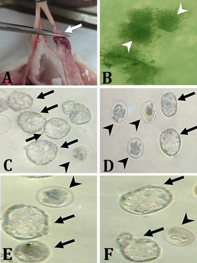 https://cdn.ncbi.nlm.nih.gov/pmc/blobs/116f/10924291/e2fe0eab55a8/vrf-15-113-g001.jpg