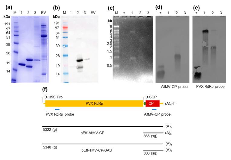 https://cdn.ncbi.nlm.nih.gov/pmc/blobs/1171/8150850/68ca6757925e/viruses-13-00885-g004.jpg