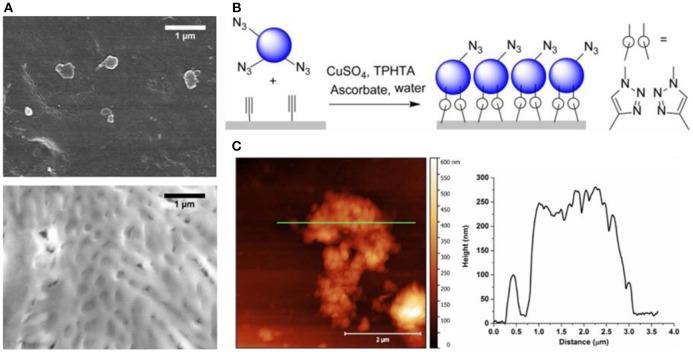 https://cdn.ncbi.nlm.nih.gov/pmc/blobs/1172/6331732/854e1ce65e81/fchem-06-00645-g0006.jpg