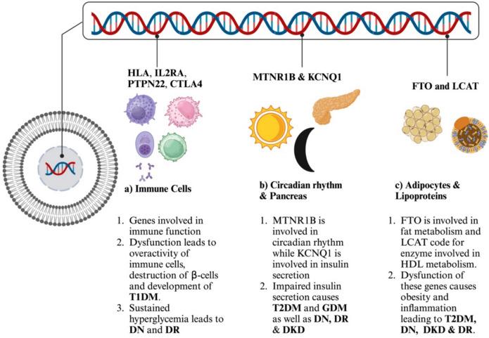 https://cdn.ncbi.nlm.nih.gov/pmc/blobs/1173/12128284/dffaf131708b/13098_2025_1748_Fig3_HTML.jpg