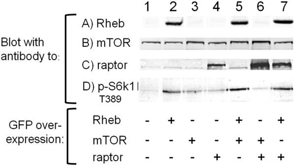 https://cdn.ncbi.nlm.nih.gov/pmc/blobs/1174/3549280/1ee158c16466/1471-2121-14-3-1.jpg