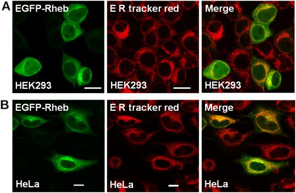https://cdn.ncbi.nlm.nih.gov/pmc/blobs/1174/3549280/494e7aab6924/1471-2121-14-3-5.jpg
