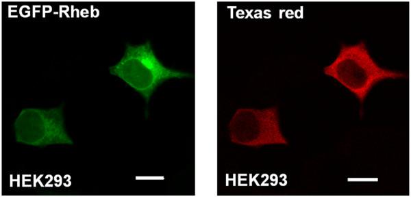 https://cdn.ncbi.nlm.nih.gov/pmc/blobs/1174/3549280/79854416536e/1471-2121-14-3-4.jpg
