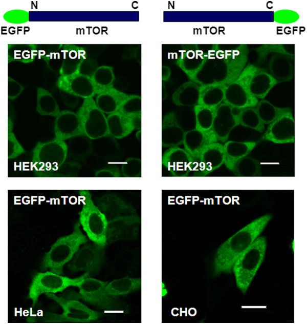 https://cdn.ncbi.nlm.nih.gov/pmc/blobs/1174/3549280/a4168f5c96a3/1471-2121-14-3-7.jpg