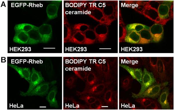 https://cdn.ncbi.nlm.nih.gov/pmc/blobs/1174/3549280/a4498ef1acca/1471-2121-14-3-6.jpg