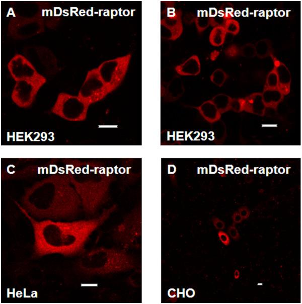 https://cdn.ncbi.nlm.nih.gov/pmc/blobs/1174/3549280/d76aff588415/1471-2121-14-3-8.jpg