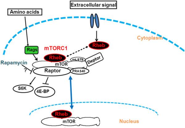 https://cdn.ncbi.nlm.nih.gov/pmc/blobs/1174/3549280/f9c855ac2749/1471-2121-14-3-14.jpg