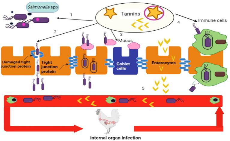 https://cdn.ncbi.nlm.nih.gov/pmc/blobs/1179/10228746/fbdded490947/fvets-10-1188752-g001.jpg