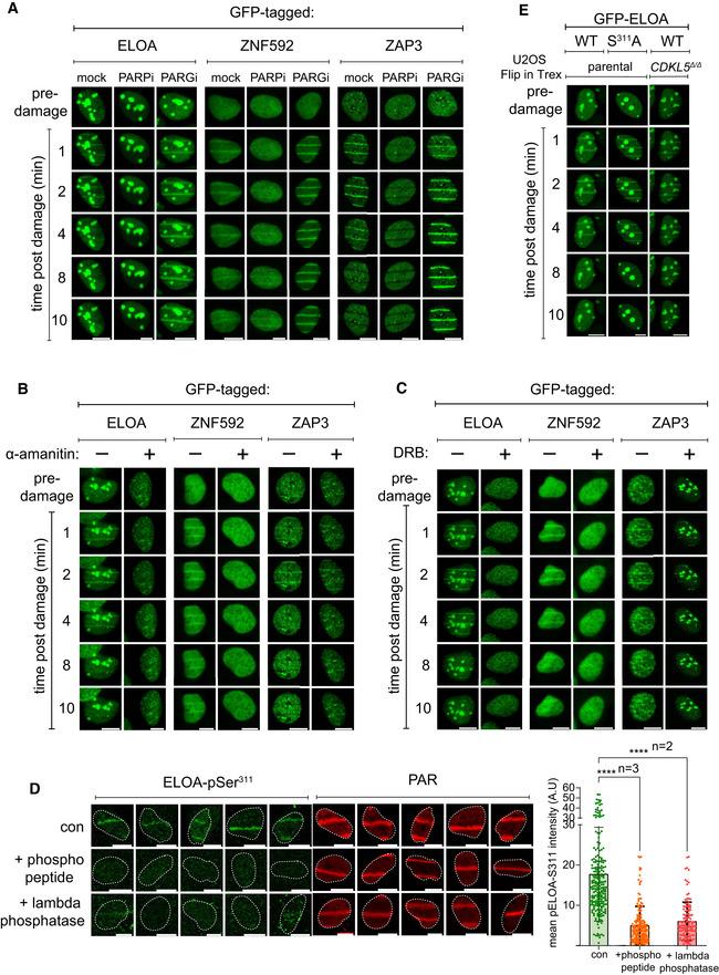 https://cdn.ncbi.nlm.nih.gov/pmc/blobs/1179/8634139/83f6c0e6af18/EMBJ-40-e108271-g010.jpg