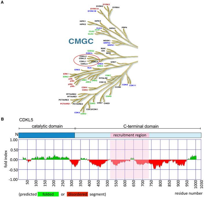 https://cdn.ncbi.nlm.nih.gov/pmc/blobs/1179/8634139/b04fd753fd61/EMBJ-40-e108271-g013.jpg