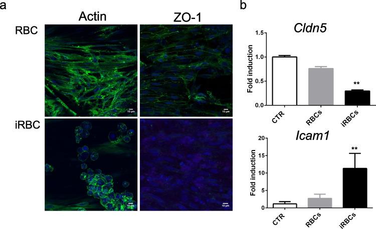 https://cdn.ncbi.nlm.nih.gov/pmc/blobs/117b/9988999/93667b65d070/436_2023_7782_Fig3_HTML.jpg