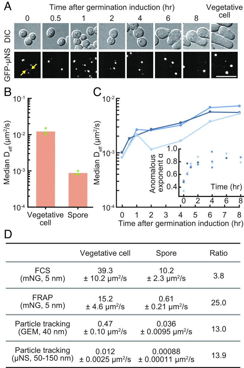 https://cdn.ncbi.nlm.nih.gov/pmc/blobs/117d/11214080/165b1eb48682/pnas.2405553121fig05.jpg