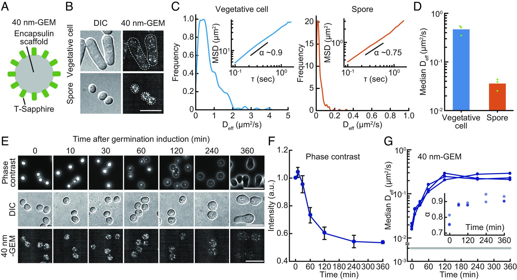 https://cdn.ncbi.nlm.nih.gov/pmc/blobs/117d/11214080/e34e259ae79d/pnas.2405553121fig01.jpg