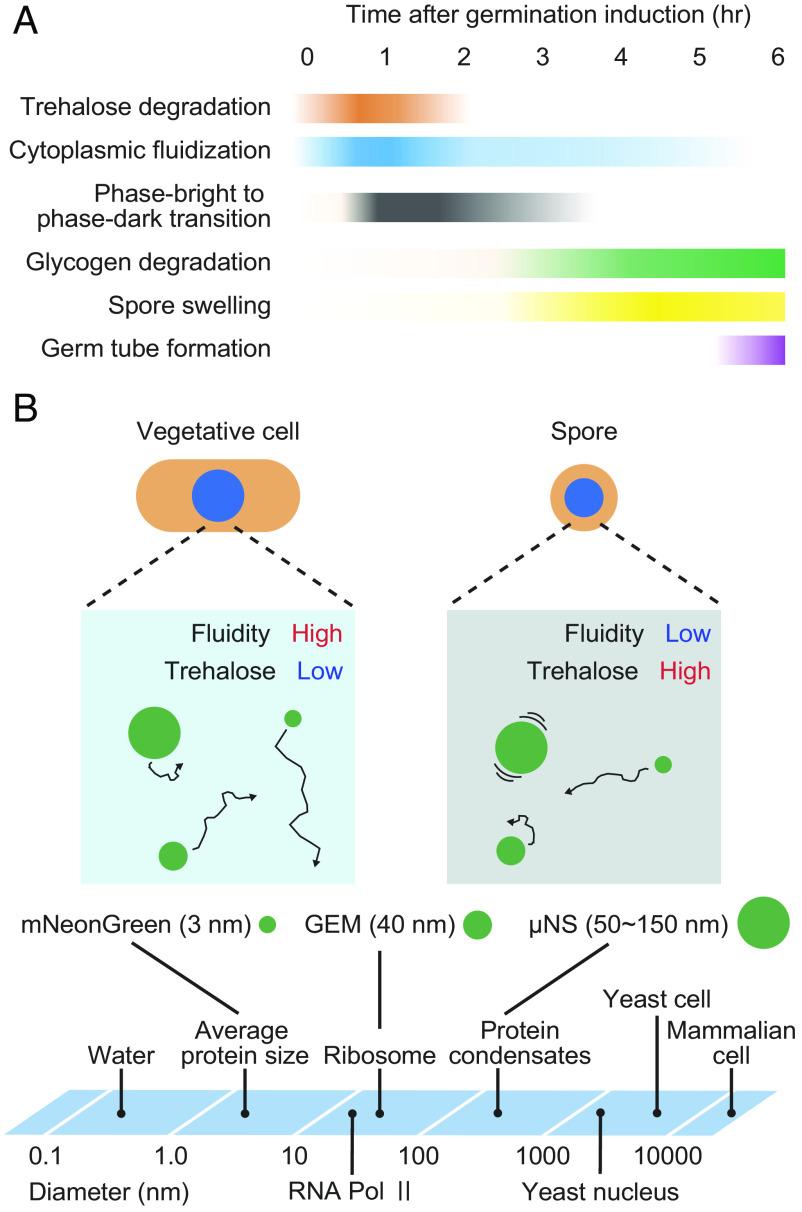 https://cdn.ncbi.nlm.nih.gov/pmc/blobs/117d/11214080/e70e1d1631b1/pnas.2405553121fig06.jpg