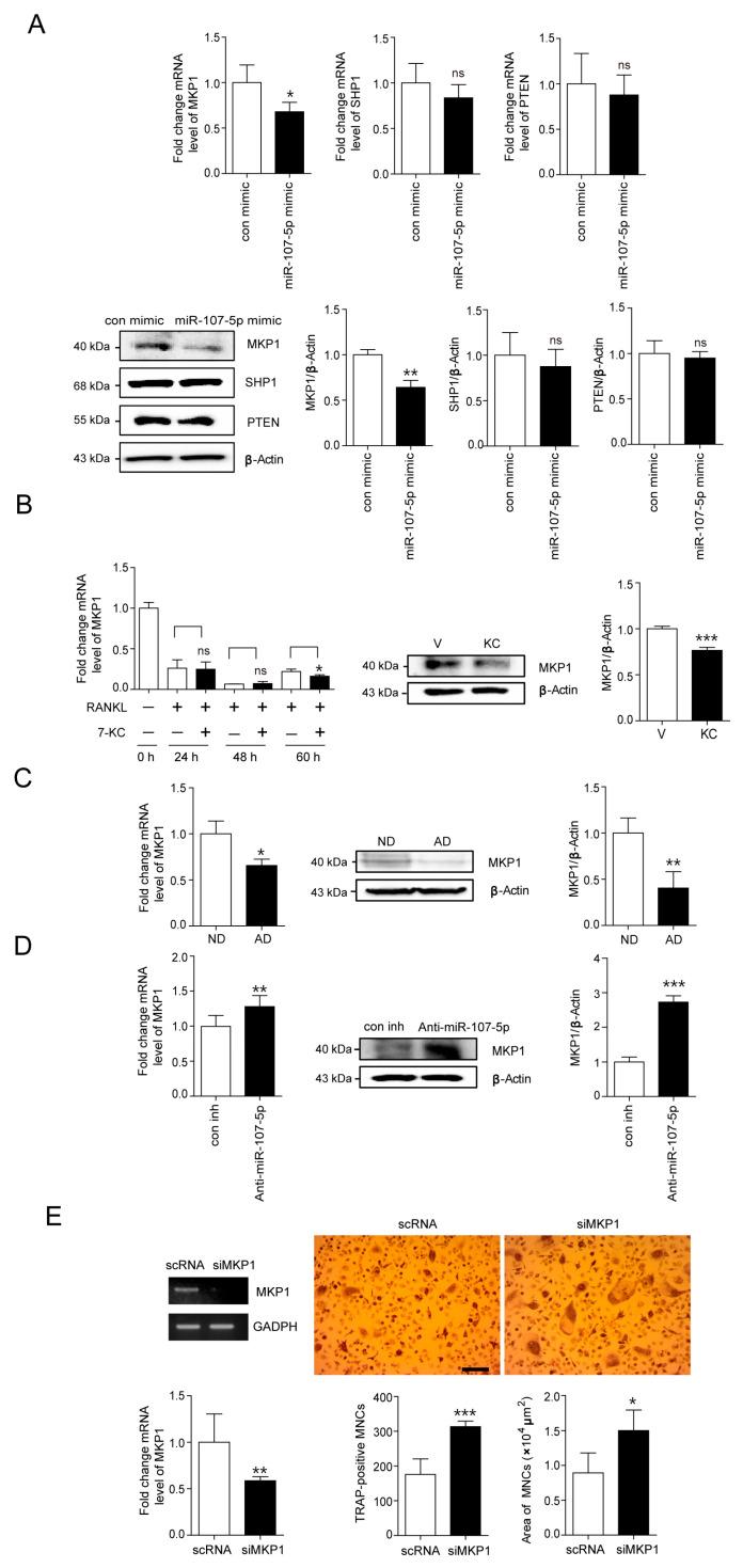 https://cdn.ncbi.nlm.nih.gov/pmc/blobs/117d/8998300/c980e2f5ed8a/ijms-23-03697-g003.jpg